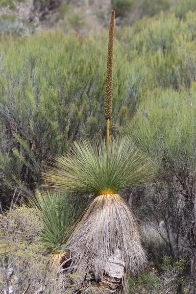 Xanthorrhoea drummondii, photographed by T. Hammer