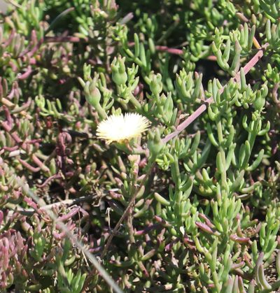 Mesembryanthemum splendens, photographed by Dave Brown