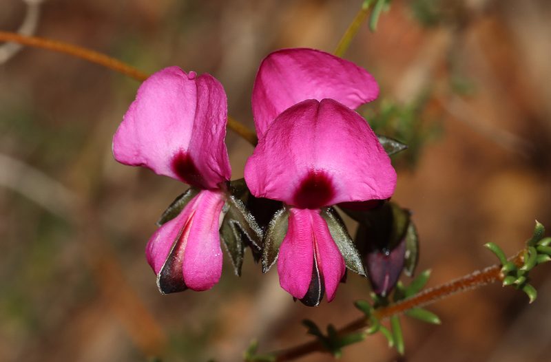 Gompholobium shuttleworthii, photographed by T. Hammer