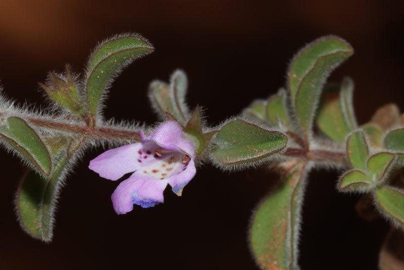 Hemigenia incana, photographed by T. Hammer