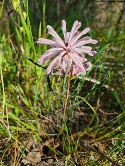 Petrophile linearis, photographed by Cal Wood