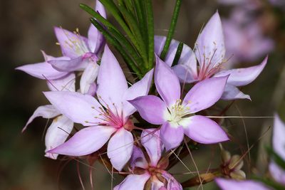 Calytrix glutinosa, photographed by T. Hammer