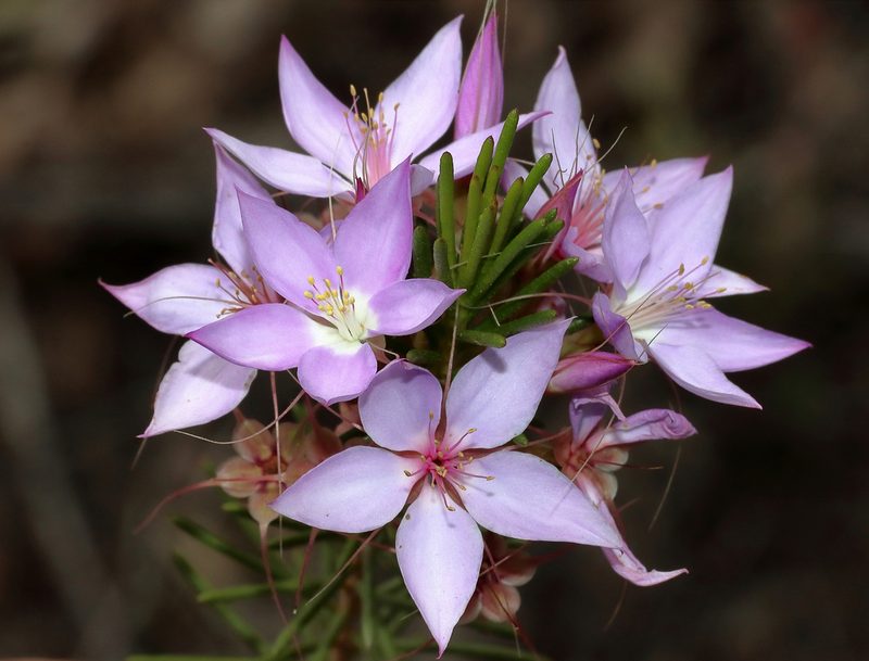 Calytrix glutinosa, photographed by T. Hammer
