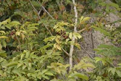Cipadessa baccifera, photographed by Siddarth Machado