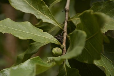 Morinda coreia, photographed by Siddarth Machado
