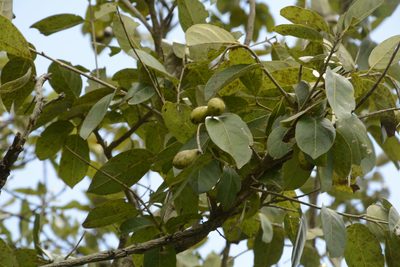 Terminalia chebula, photographed by Siddarth Machado
