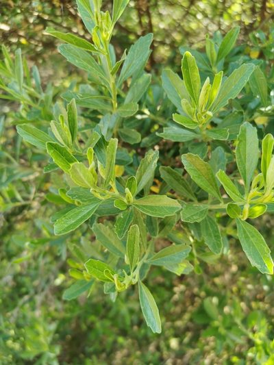 Baccharis heterophylla, photographed by Juan Carlos Pérez Magaña