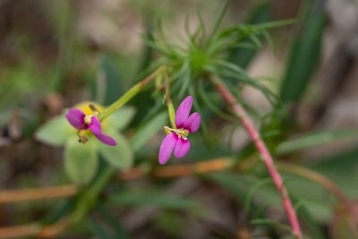Stylidium recurvum, photographed by Cal Wood