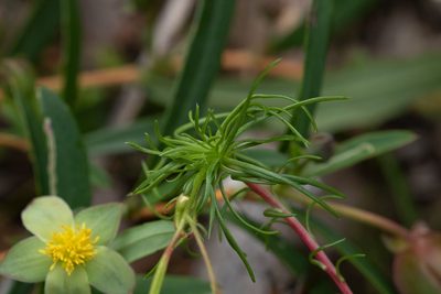 Stylidium recurvum, photographed by Cal Wood