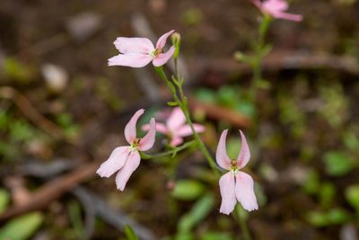 Stylidium petiolare, photographed by Cal Wood