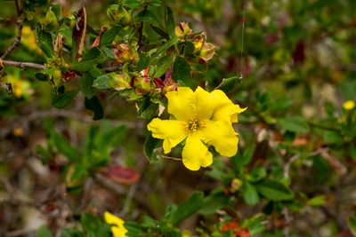 Hibbertia cuneiformis, photographed by Cal Wood
