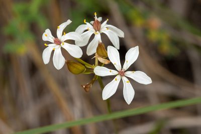 Burchardia congesta, photographed by Cal Wood