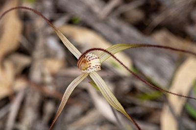 Caladenia varians, photographed by Cal Wood