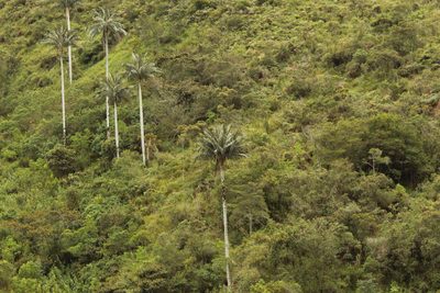 Ceroxylon quindiuense, photographed by Andrés Ramírez-Barrera