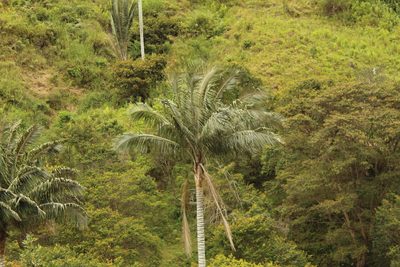 Ceroxylon quindiuense, photographed by Andrés Ramírez-Barrera