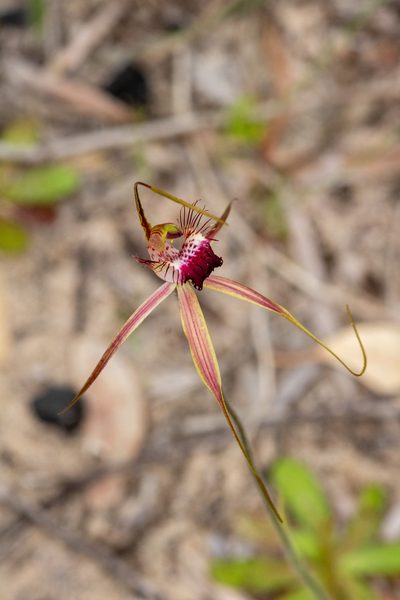 Caladenia georgei, photographed by Cal Wood
