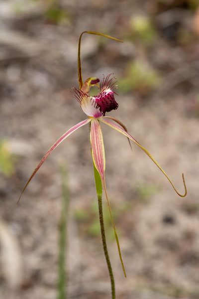 Caladenia georgei, photographed by Cal Wood