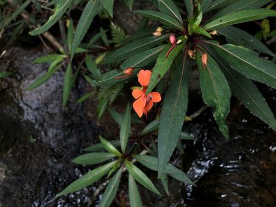 Impatiens verticillata, photographed by Divya Mudappa