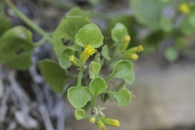 Perityle quinqueflora, photographed by Craig Martin