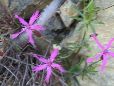 Dianthus orientalis, photographed by Andre Hosper