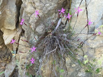 Dianthus orientalis, photographed by Andre Hosper