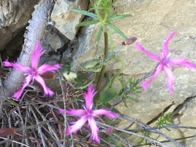 Dianthus orientalis, photographed by Andre Hosper