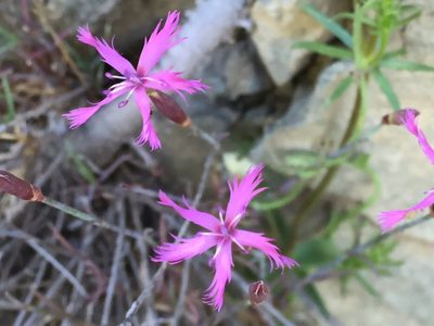 Dianthus orientalis, photographed by Andre Hosper