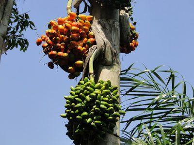 Bactris gasipaes, photographed by Diogo Luiz