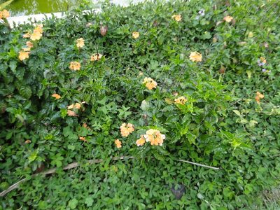 Crossandra infundibuliformis, photographed by Diogo Luiz