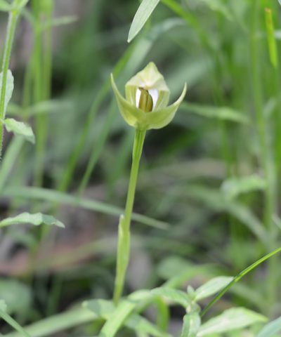 Pterostylis curta, photographed by ronavery