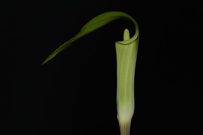 Arisaema pusillum, photographed by Brian Finzel
