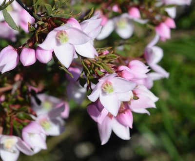 Boronia floribunda, photographed by ronavery