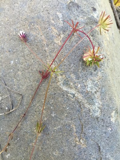 Asperula orientalis, photographed by Andre Hosper