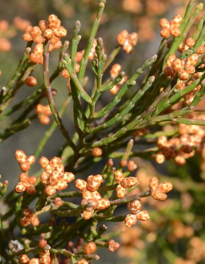 Callitris muelleri, photographed by ronavery