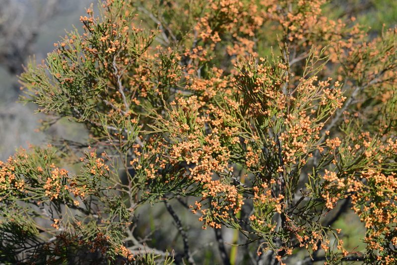Callitris muelleri, photographed by ronavery
