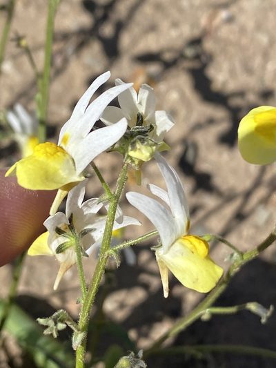 Nemesia ligulata, photographed by Dave U