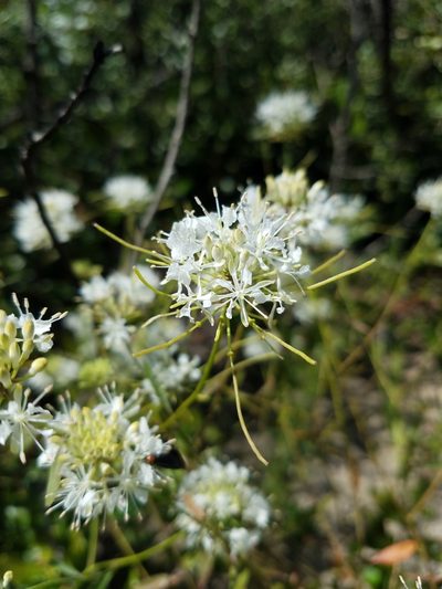Warea carteri, photographed by Scott Ward
