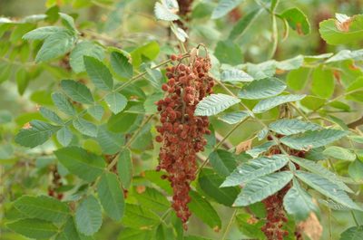 Rhus coriaria, photographed by Ben Costamagna