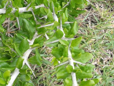 Catunaregam spinosa, photographed by chrishorak