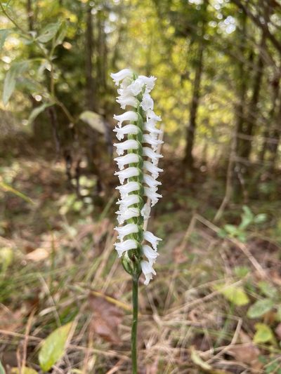 Spiranthes niklasii, photographed by Reid Hardin