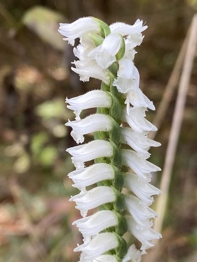 Spiranthes niklasii, photographed by Reid Hardin