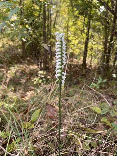 Spiranthes niklasii, photographed by Reid Hardin