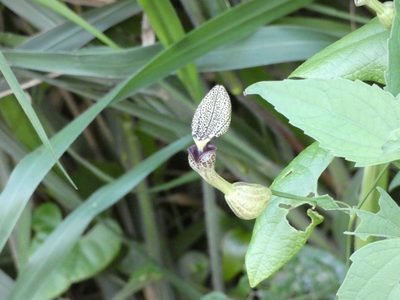 Aristolochia papillaris, photographed by Helio Lourencini