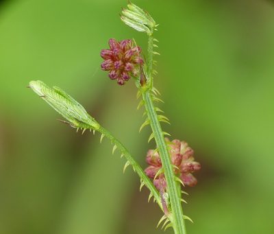 Mimosa candollei, photographed by Helio Lourencini