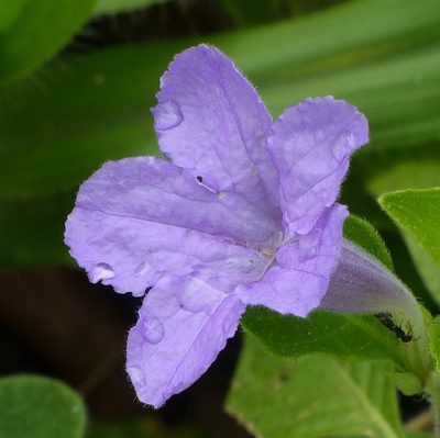 Ruellia bahiensis, photographed by Helio Lourencini