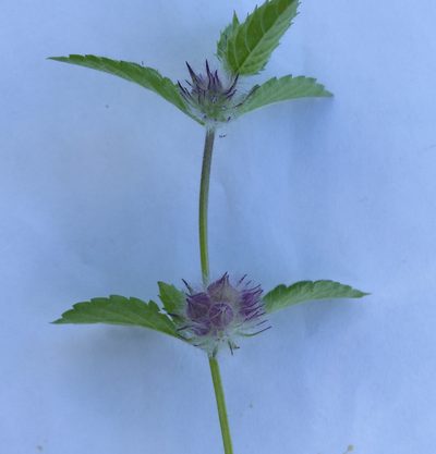 Marsypianthes chamaedrys, photographed by Helio Lourencini