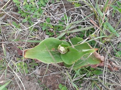 Satyrium parviflorum, photographed by chrishorak