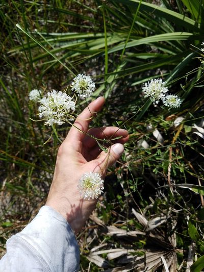 Warea carteri, photographed by Scott Ward