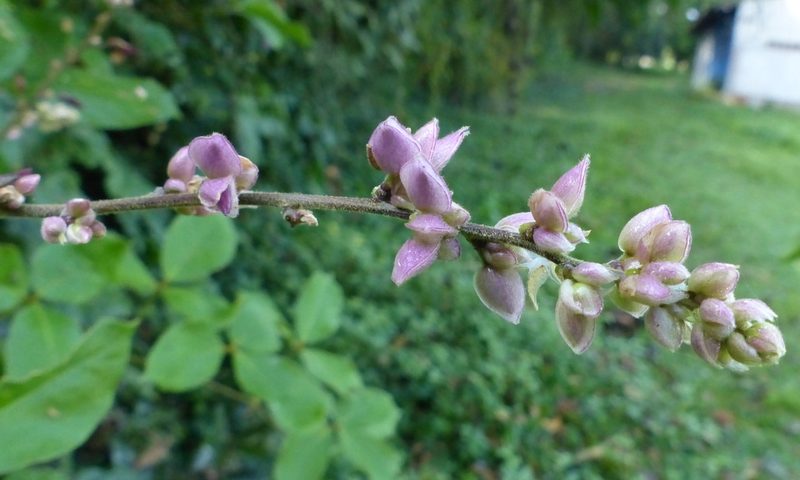 Dioclea virgata, photographed by Helio Lourencini
