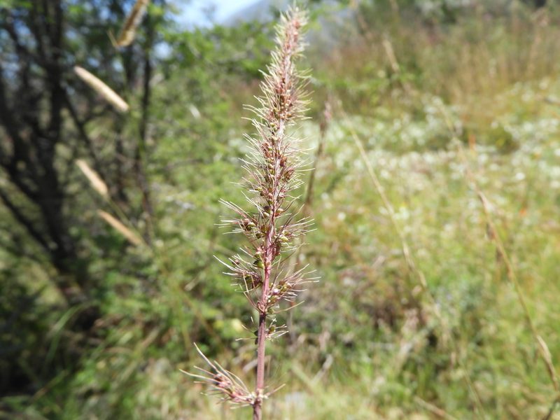 Setaria grisebachii, photographed by Leticia Jiménez Hernández